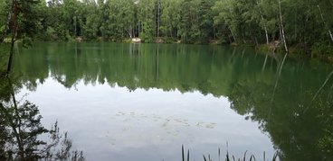 Ożarowskie „morskie oko” - perełka wśród lasów Nadleśnictwa Wieluń